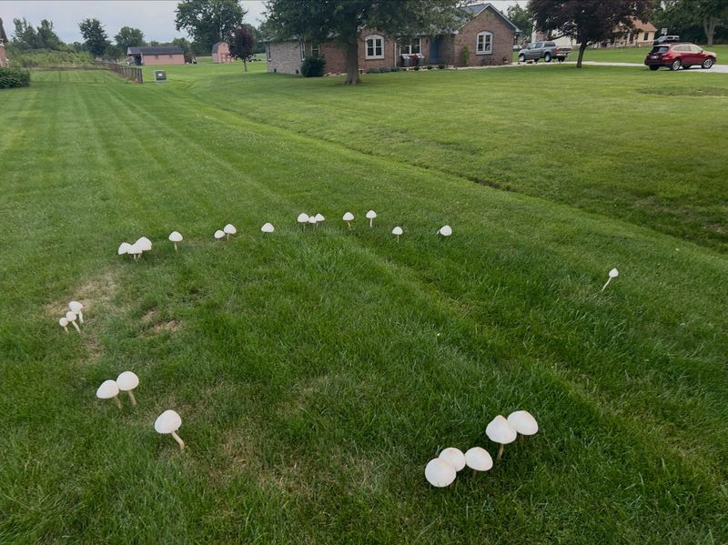 A Ring Of Mushrooms Could Be Fairy Ring A Ring Of Mushrooms Could Be Fairy Ring