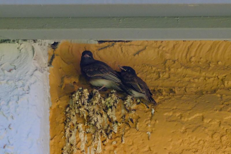 A Roof Overhang Makes An Ideal Nest Site