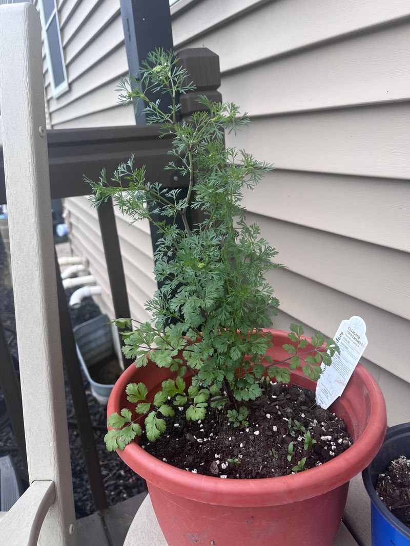 A Roomier Pot Makes Heat And Dryness Easier To Manage A Roomier Pot Makes Heat And Dryness Easier To Manage