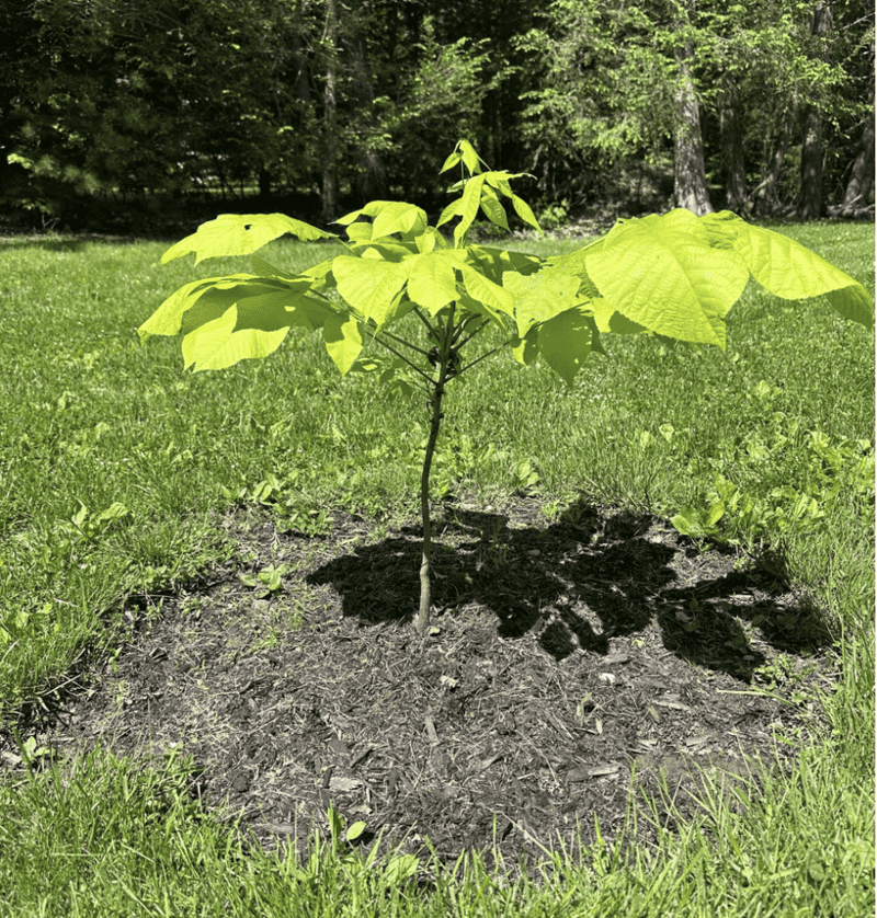 A Sapling Will Not Bring Bats by Dusk A Sapling Will Not Bring Bats by Dusk