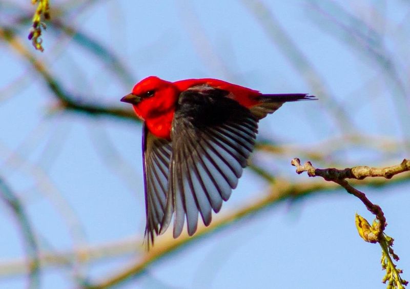 A Scarlet Flash Can Point To Mature Woodland Close By