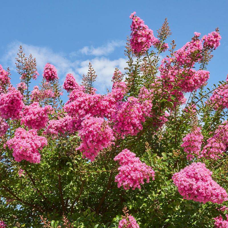 A Second Bloom Is Not Guaranteed