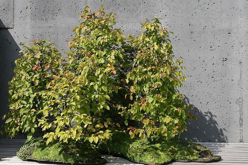 A Show Stopping Tree That Stays In Bounds