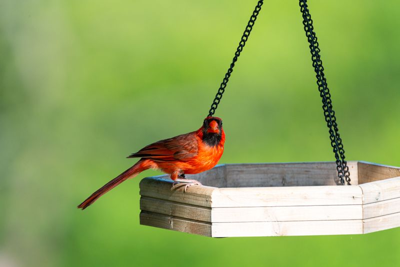 A Sign Your Yard Offers What Cardinals Need A Sign Your Yard Offers What Cardinals Need