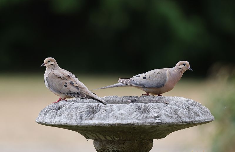 A Sign Your Yard Supports Healthy Bird Activity