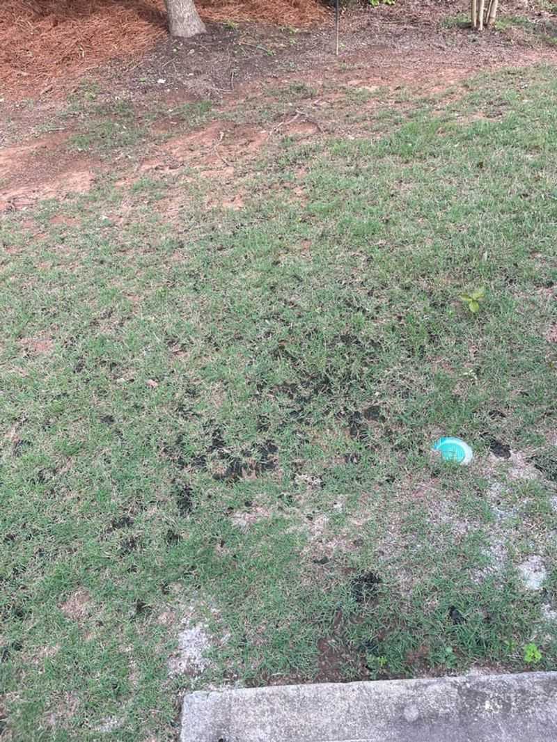 A Silent Problem Growing In Arkansas Backyards