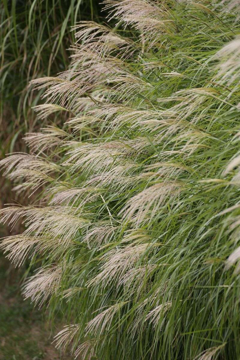 A Simple Guide To Growing Feather Reed Grass A Simple Guide To Growing Feather Reed Grass