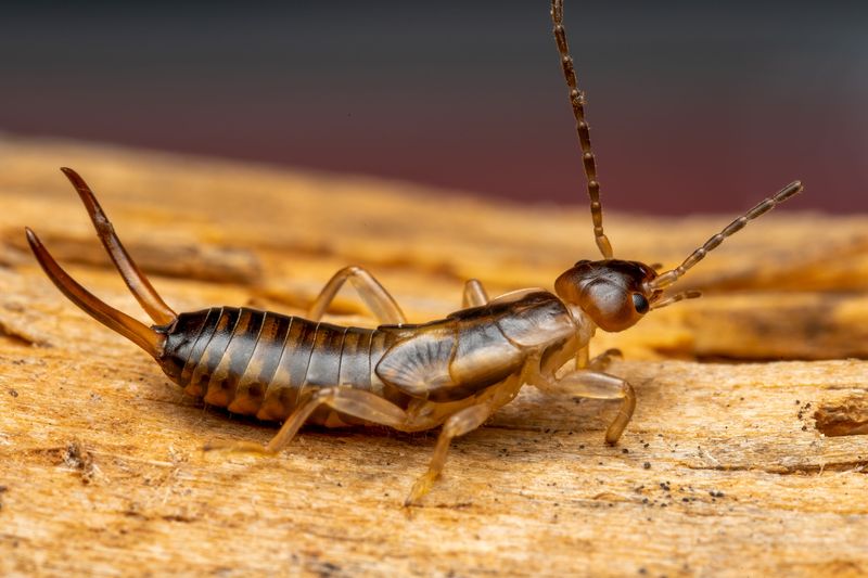 A Simple Kitchen Fix Wisconsin Gardeners Are Trying Against A Common Yard Pest A Simple Kitchen Fix Wisconsin Gardeners Are Trying Against A Common Yard Pest