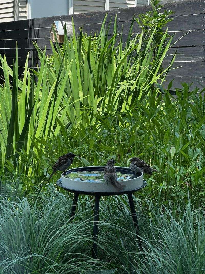 A Slightly Messier Yard Can Be More Bird-Friendly