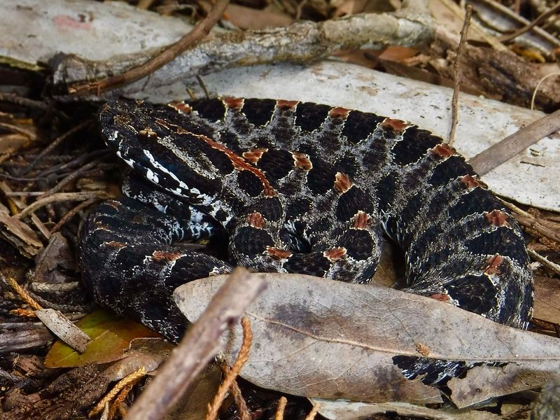 A Small Snake Can Vanish Under Very Little Cover