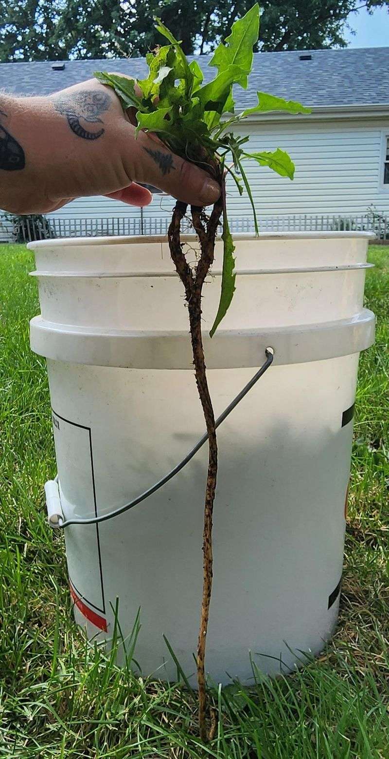 A Snapped Taproot Can Leave The Problem Behind