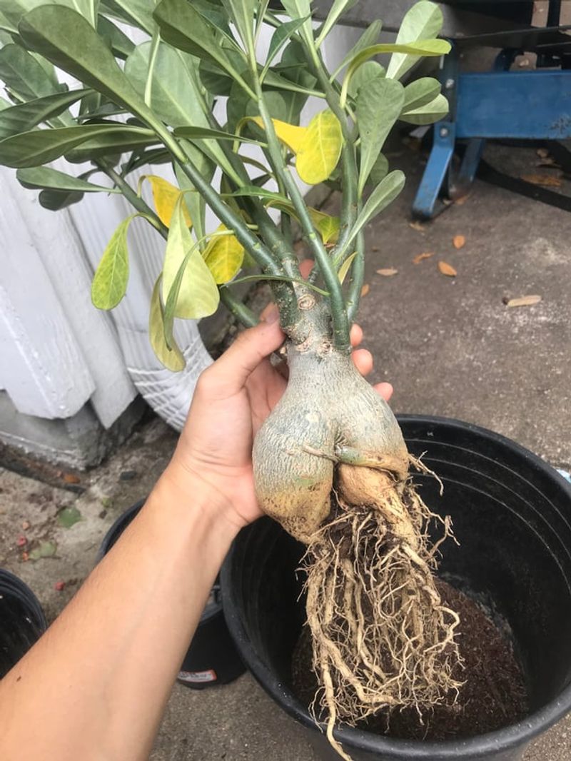 A Soft Caudex Makes Yellow Leaves More Concerning