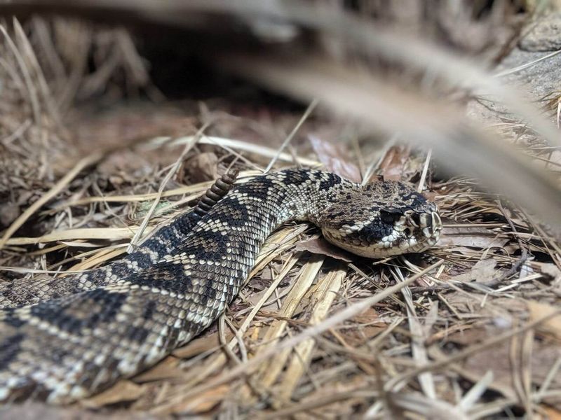 A Solid Green Carpet Makes Movement Harder To Spot
