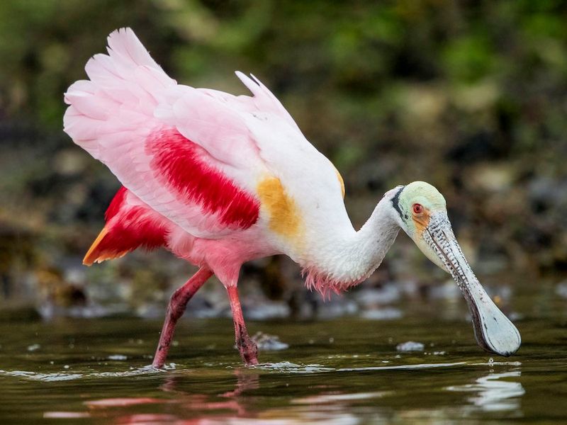 A Spoonbill Sighting Says More About Habitat Than Luck A Spoonbill Sighting Says More About Habitat Than Luck