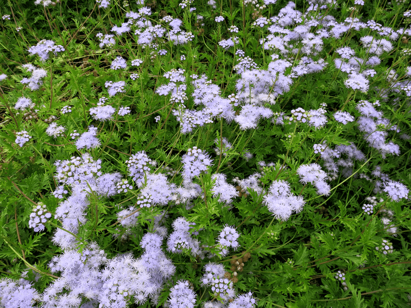 A Spreading Growth Habit Helps Fill Open Garden Spaces