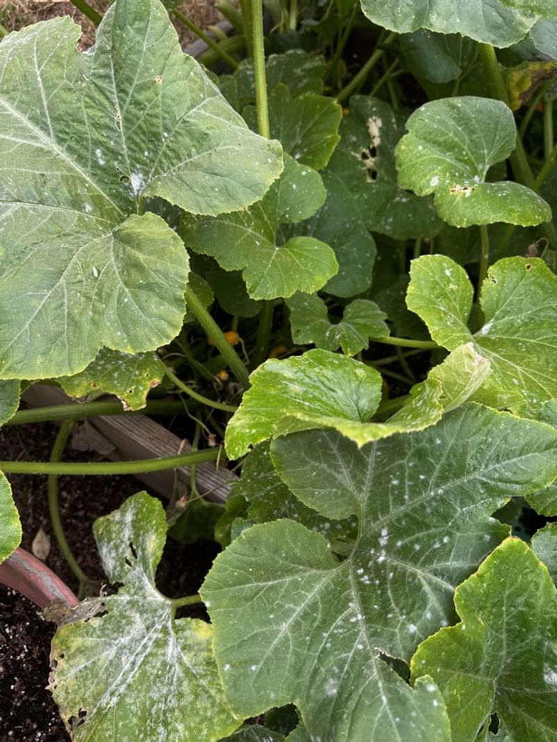 A Strange Coating Appears Almost Overnight A Strange Coating Appears Almost Overnight