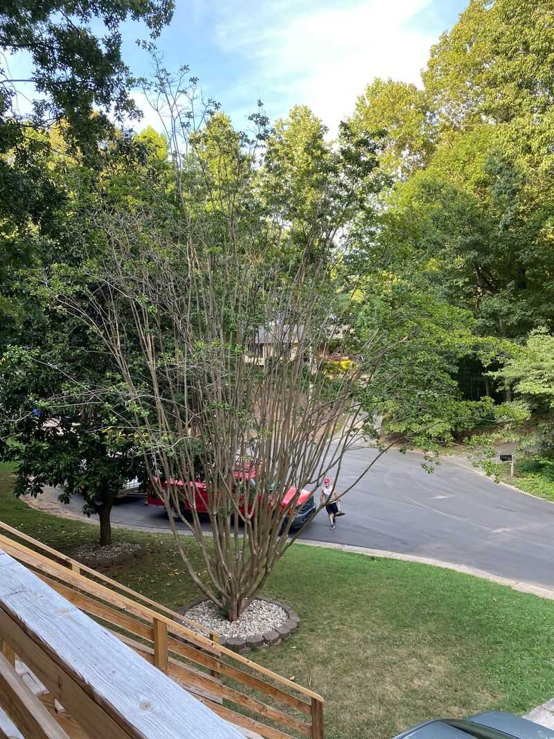 A Stressed Tree Is Better Left Alone A Stressed Tree Is Better Left Alone