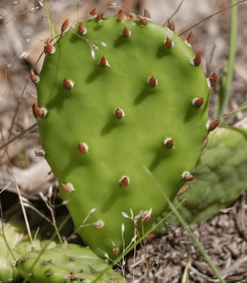 A Strong Native Match, Not a Miracle Groundcover A Strong Native Match, Not a Miracle Groundcover