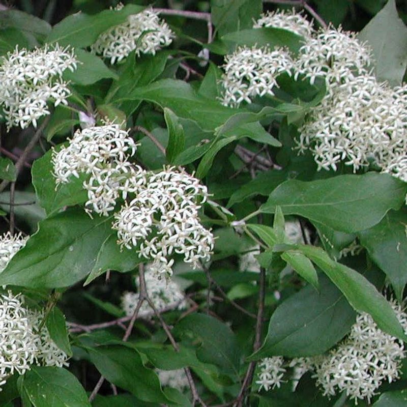 A Suckering Native Shrub Forms Dense Bird-Friendly Thickets