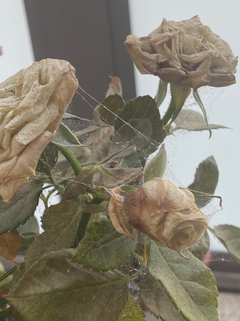 A Sudden Decline Despite Consistent Care