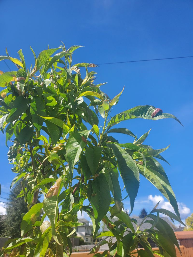 A Sudden Late Spring Freeze Can Scorch Tender Tissue