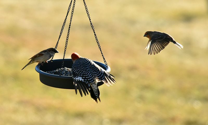 A Sudden Surge Backyard Birders Can Not Ignore A Sudden Surge Backyard Birders Can Not Ignore