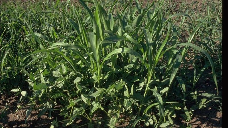 A Summer Crop Can Leave The Bed Better Positioned For Fall