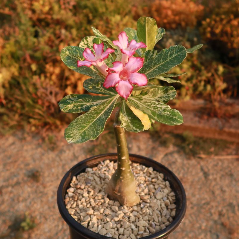 A Swollen Caudex Gives This Porch Plant A Different Survival Strategy A Swollen Caudex Gives This Porch Plant A Different Survival Strategy