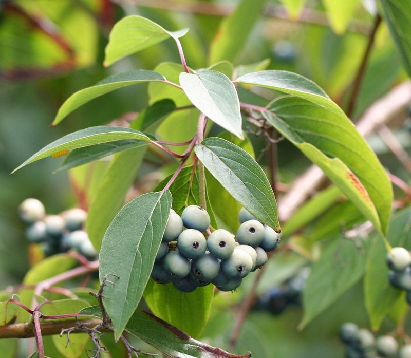 A Thicket Can Add Real Wildlife Value A Thicket Can Add Real Wildlife Value