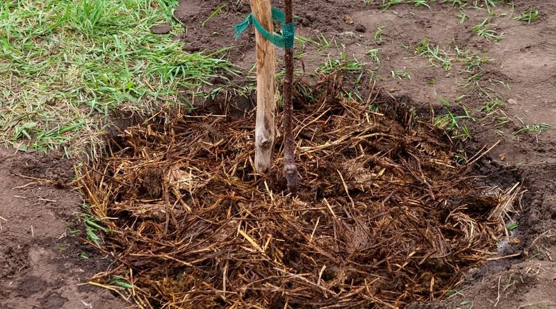 A Thin Mulch Layer Is Usually Enough A Thin Mulch Layer Is Usually Enough