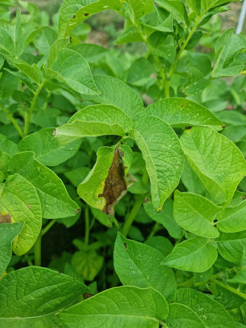A Threat Spreading Fast Through Southwest Michigan Gardens
