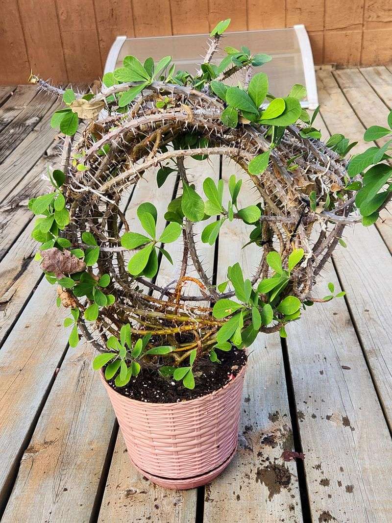 A Tight Pot Probably Is Not The Problem You Think