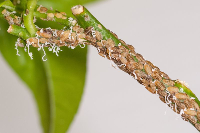 A Tiny Psyllid Carries A Serious Citrus Threat