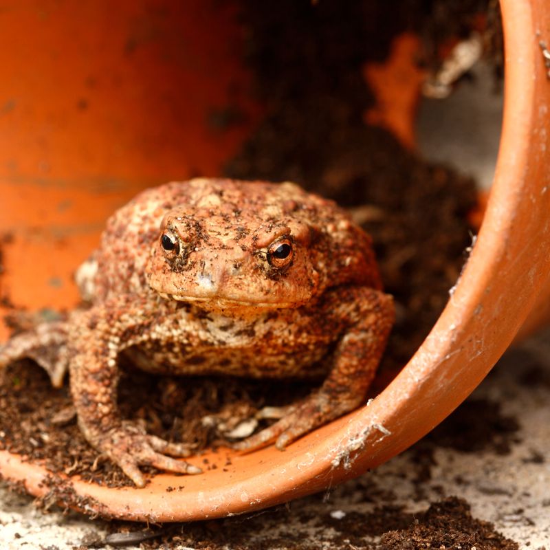A Toad Signals Habitat, Not a Health Report A Toad Signals Habitat, Not a Health Report