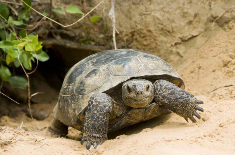 A Tortoise May Stay Longer Than You Expect