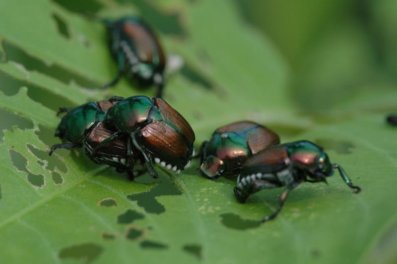 A Treated Lawn Cannot Block Every Beetle A Treated Lawn Cannot Block Every Beetle