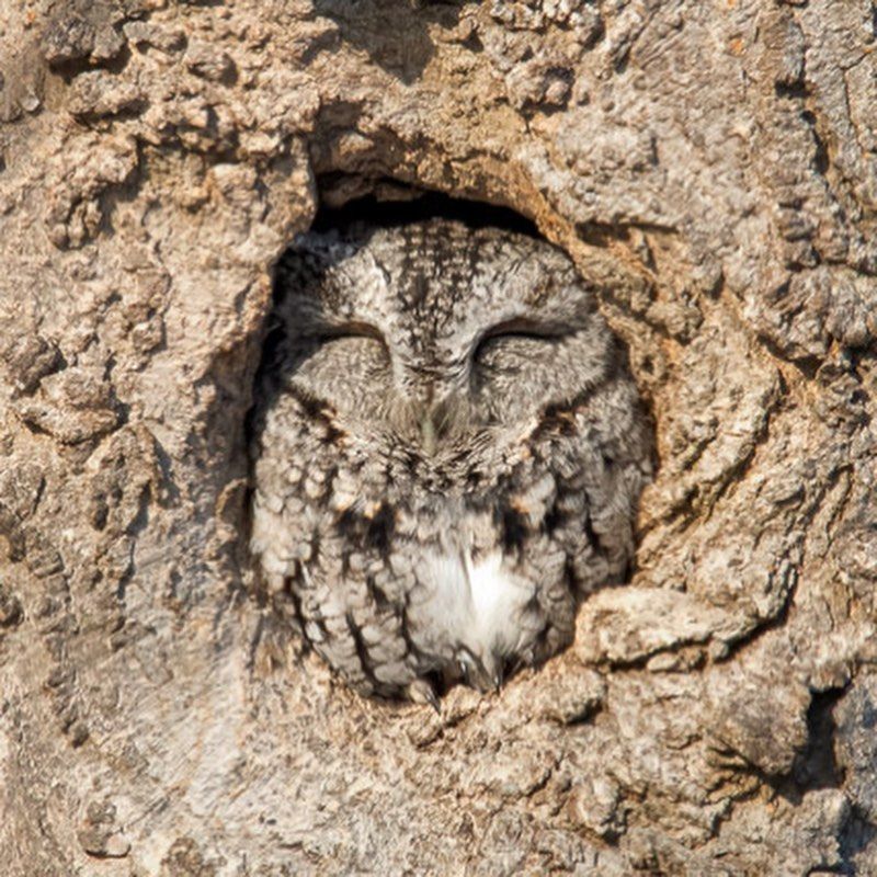A Tree Cavity Can Mean Shelter Is Close By A Tree Cavity Can Mean Shelter Is Close By
