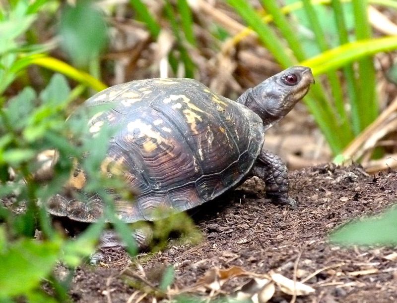 A Turtle in the Flower Bed May Already Be Home A Turtle in the Flower Bed May Already Be Home