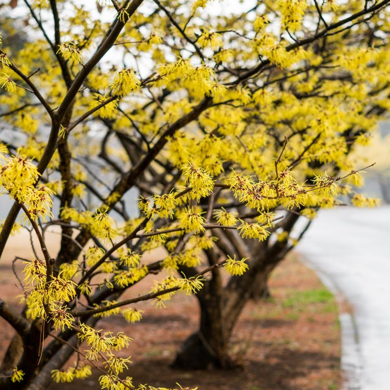 A Vase-Shaped Form Gives Witch-Hazel Room To Stand Out