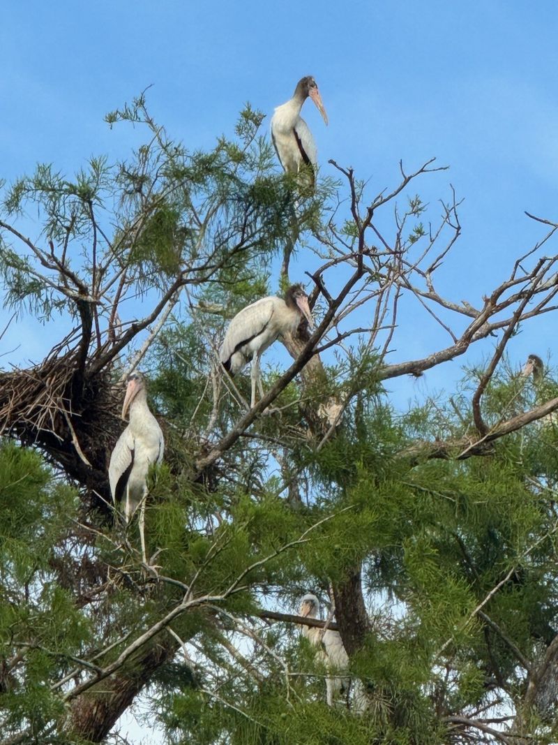 A Visit Does Not Mean The Bird Is Nesting In Your Yard