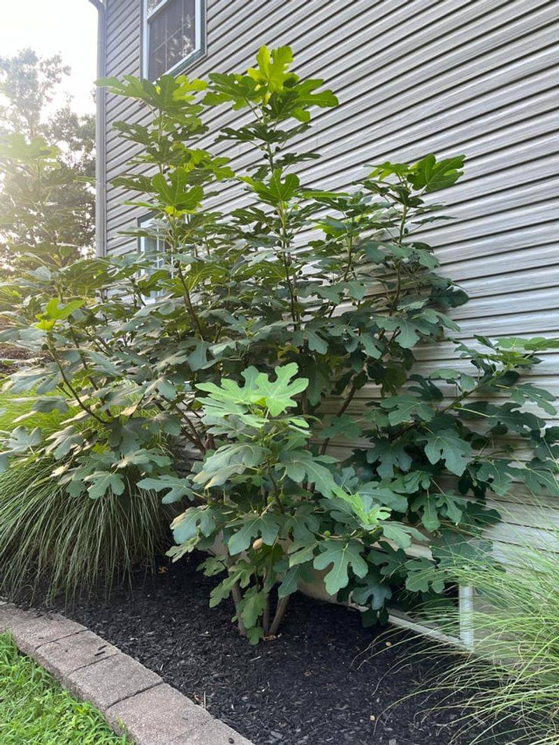 A Warm South-Facing Spot Can Make A Big Difference