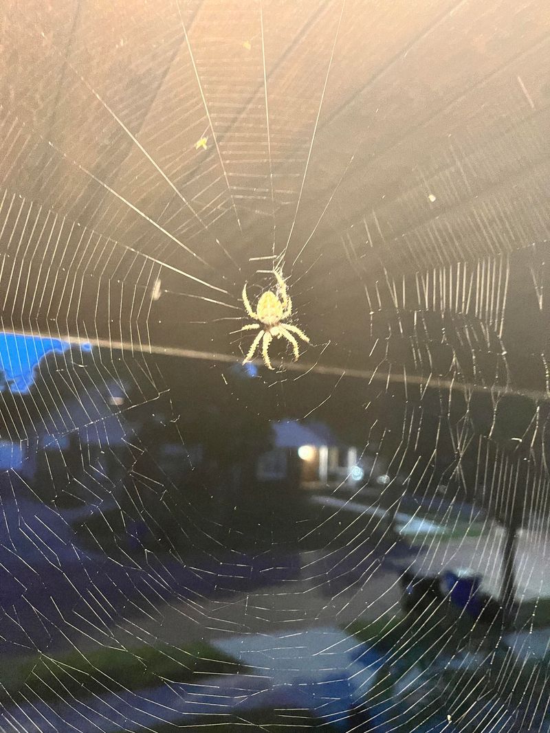 A Web Near Your Door Usually Means The Spider Found Plenty Of Insects
