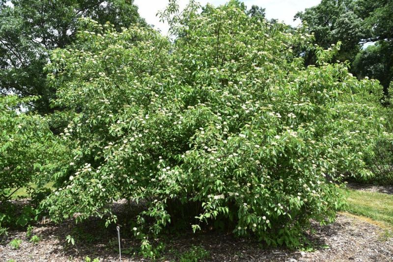 A Well-Suited Shrub for a Moist Bank A Well-Suited Shrub for a Moist Bank