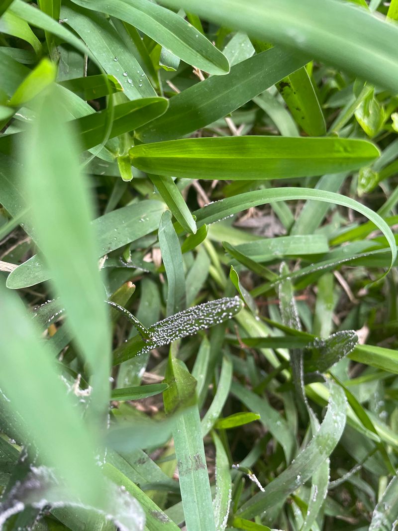 A White Coating That Isn't Really Frost