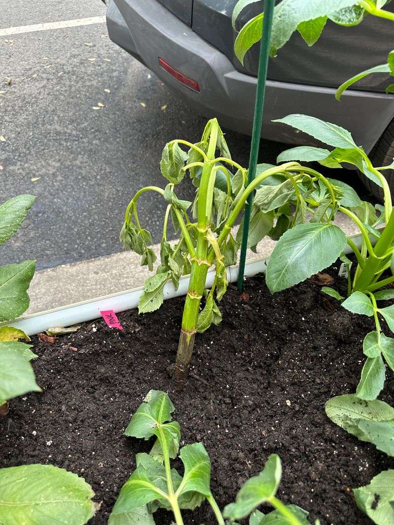 A Wilt Disease May Be Involved