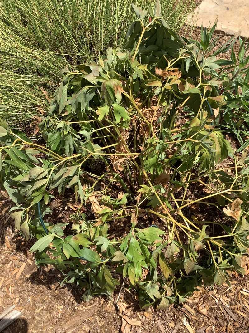 A Wilting Plant May Be Fighting Verticillium