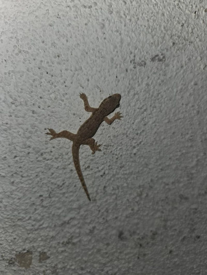 A Window Visitor Does Not Mean An Infestation