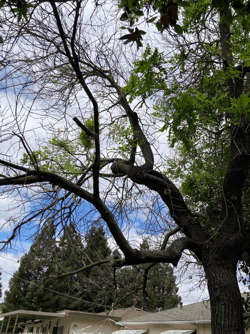 A Withering Tree Can Shift The Blame