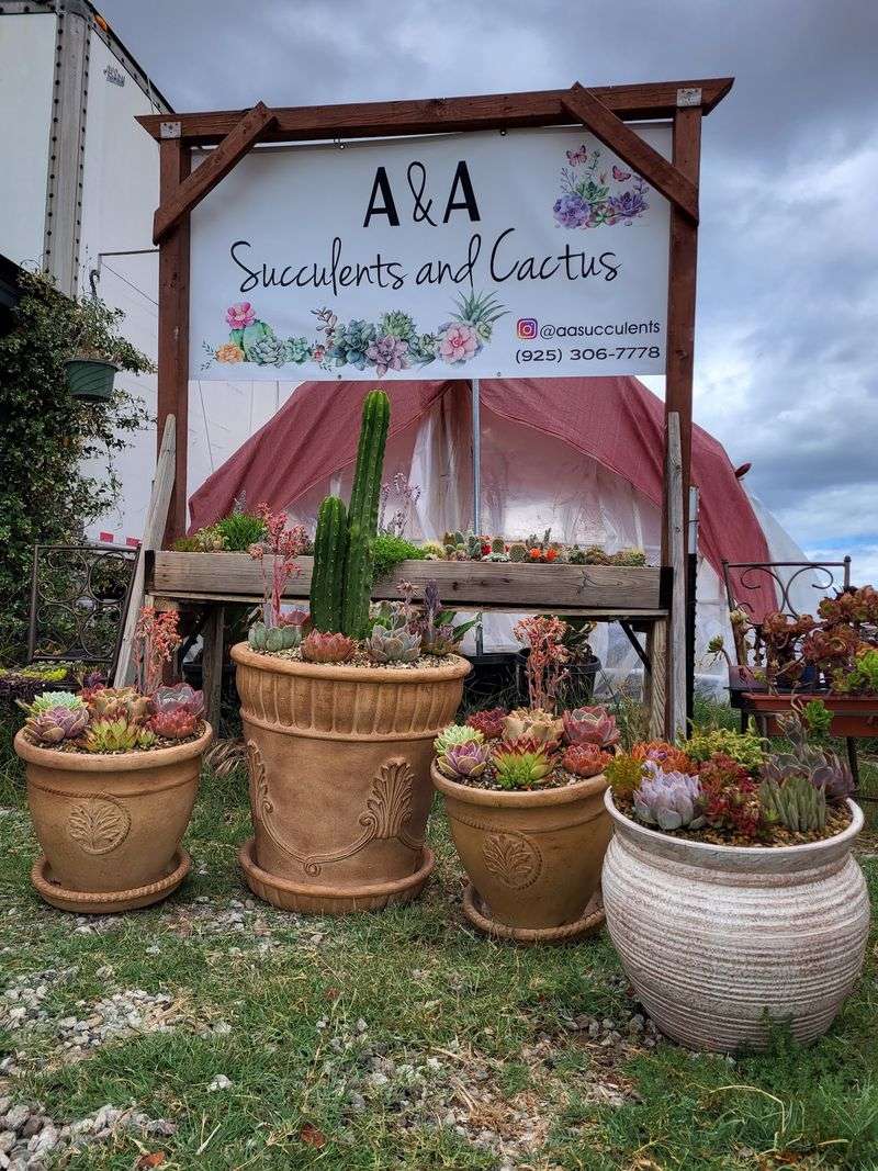 A&A Succulents - Brentwood, California A&A Succulents - Brentwood, California