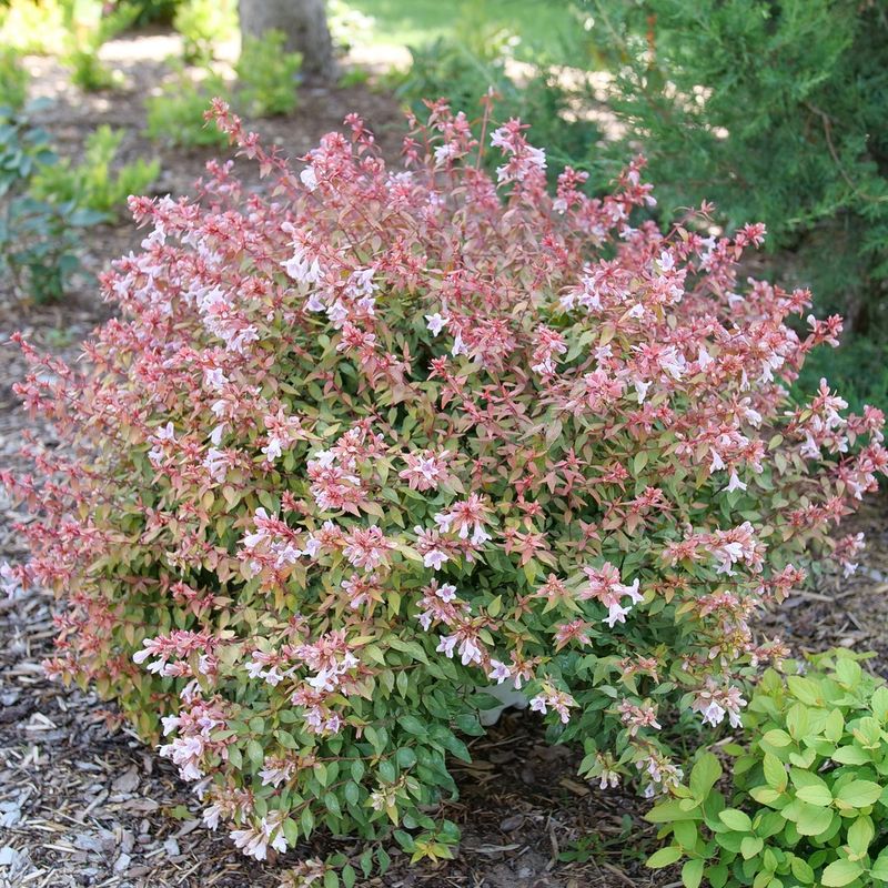 Abelia Blooms On New Wood Abelia Blooms On New Wood